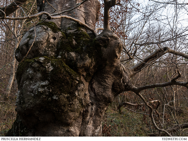 dryad tree