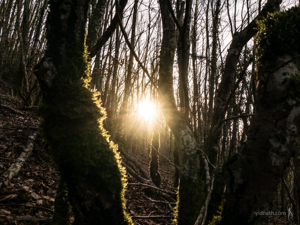 Light in the Forest