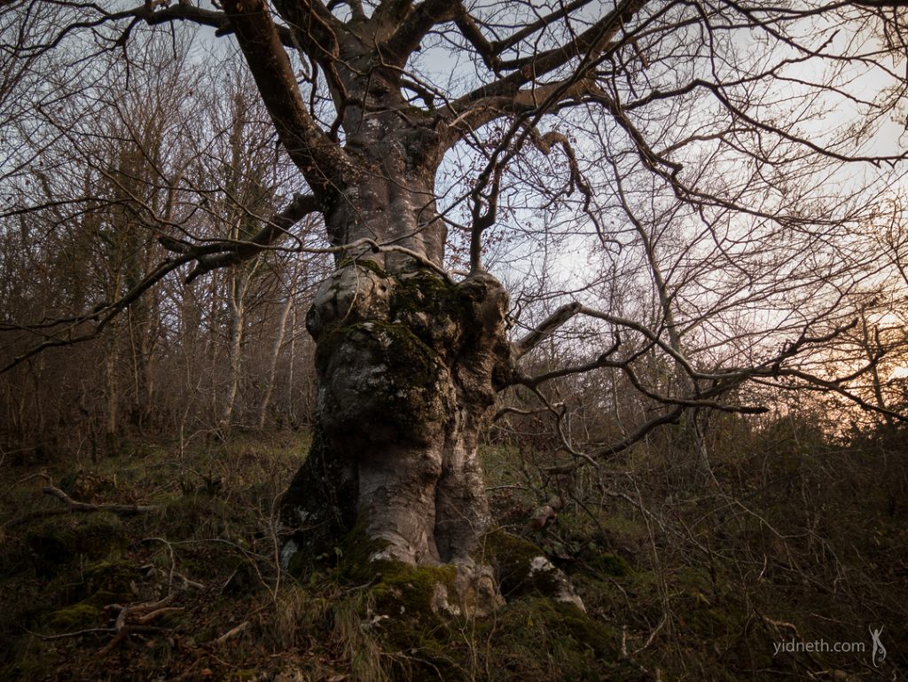 oak pareidolia