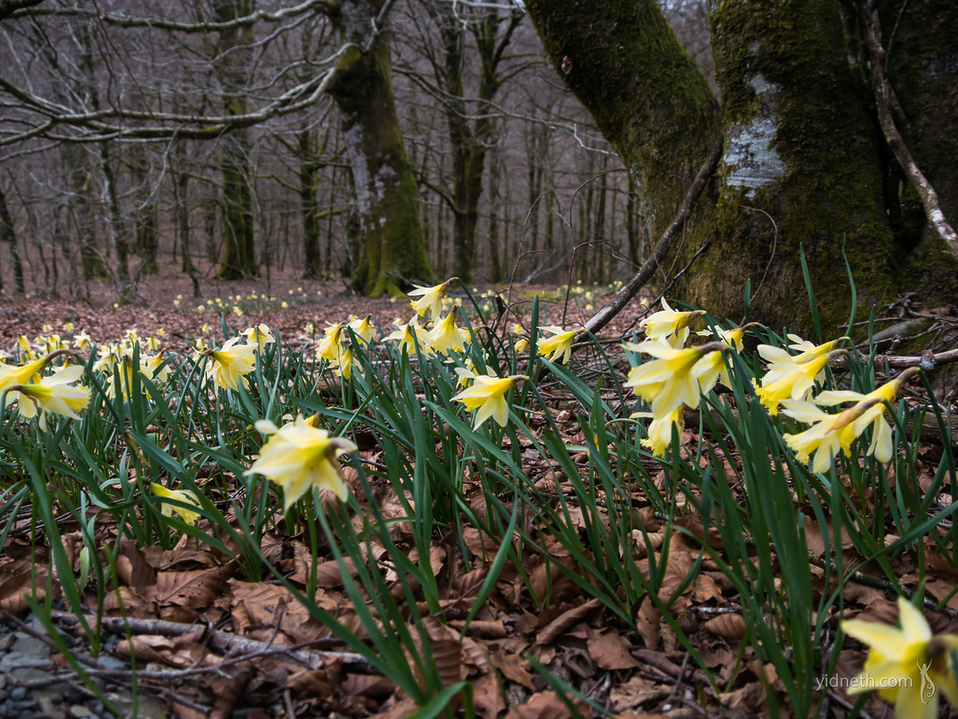 Corcin Spring Returns/New Beginnings: Daffodils (Narcissus) early blooms ...